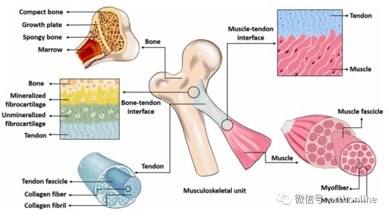 林剑浩：2021年骨科再生领域基础研究进展