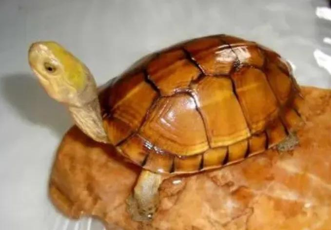 适合新手养互动性强的龟,什么品种的龟容易饲养和互动