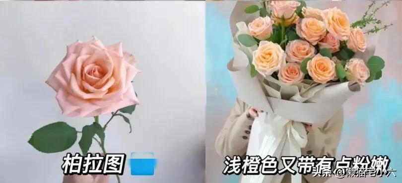 玫瑰花送你最浪漫,姑娘送一个玫瑰花给你