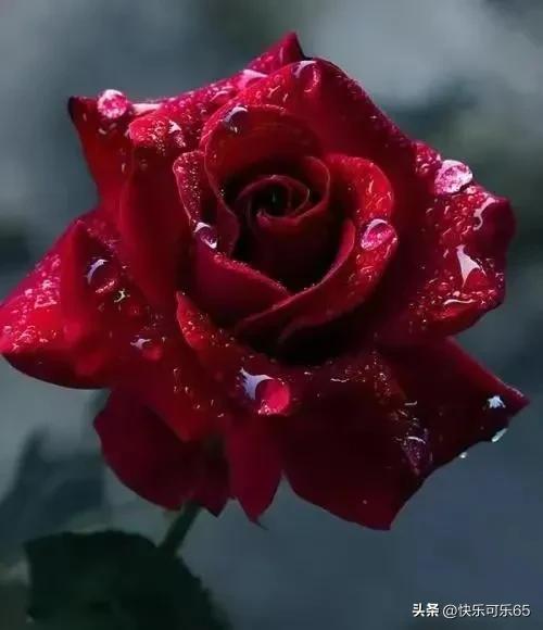 玫瑰花真的有那么多颜色吗,玫瑰花各种各样的颜色