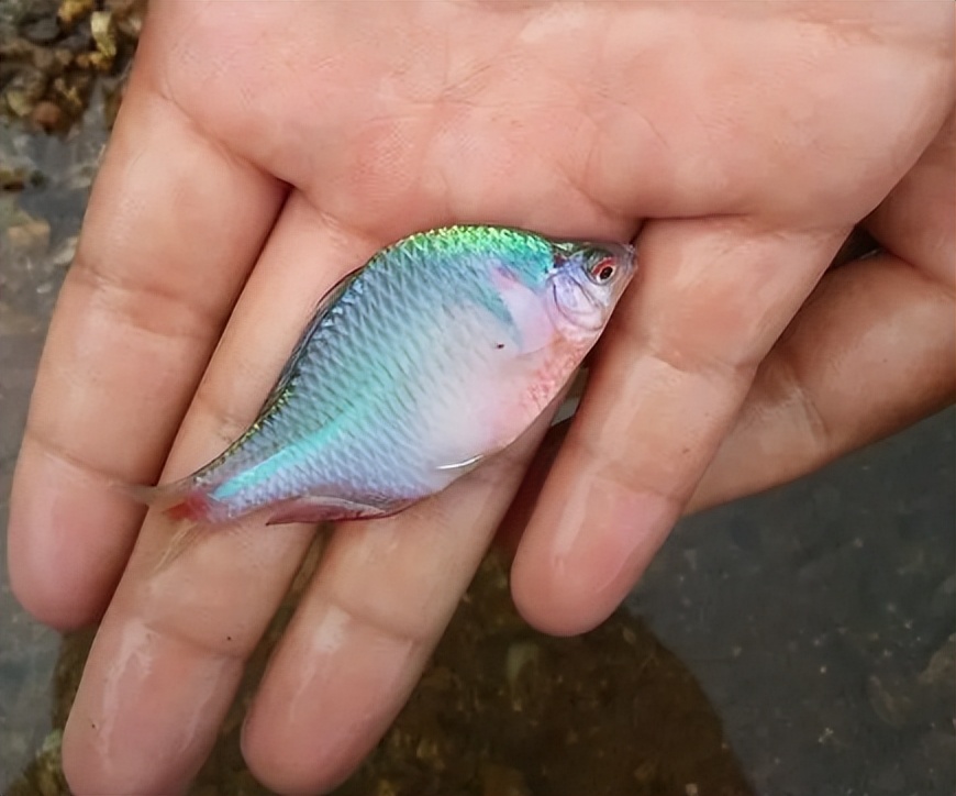 农村4种小杂鱼,农村十种小杂鱼