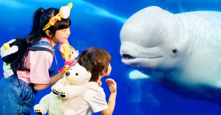 珠海长隆酒店畅玩门票,珠海长隆马戏酒店儿童乐园