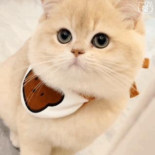 送你花花表情包可以随便发吗,送你花花表情包火影