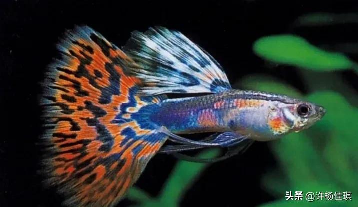 孔雀鱼品种详细介绍大全附图,最能繁殖的孔雀鱼是哪种品种