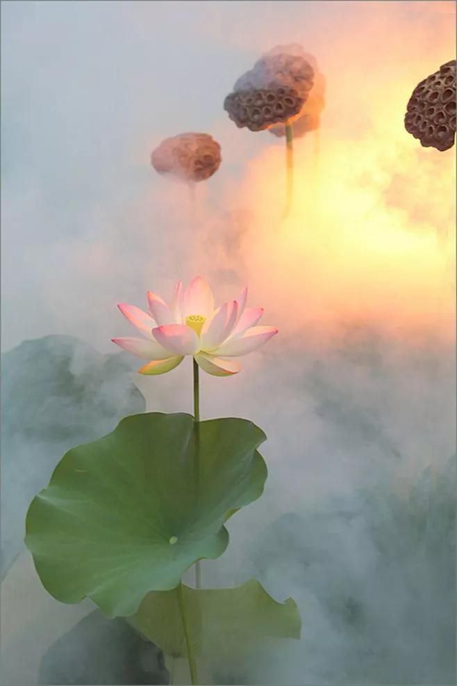 佛系图片禅意,佛系图片卡通