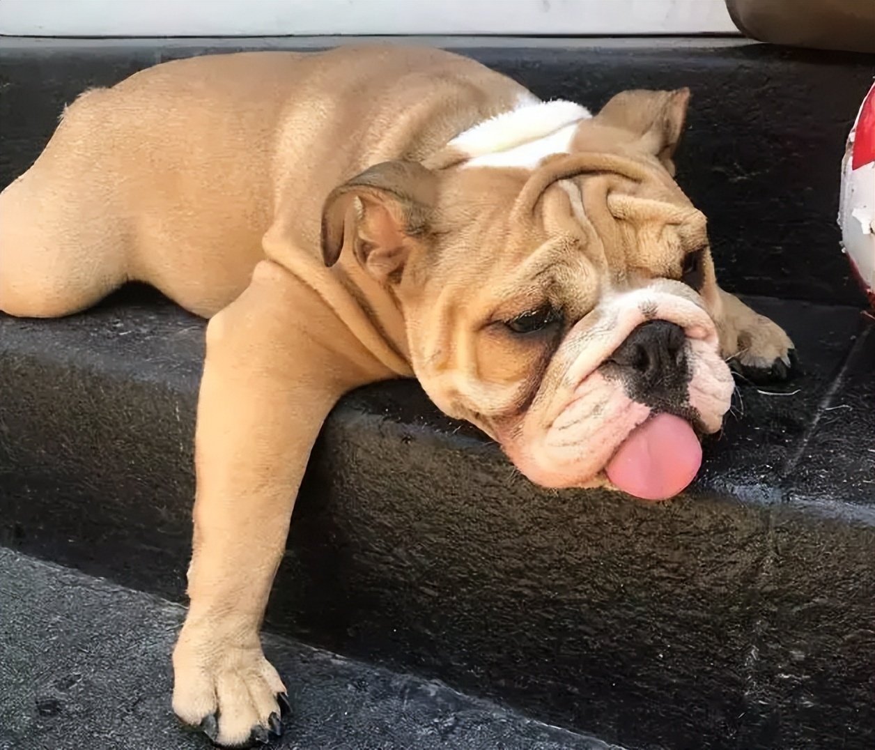 狗狗中暑导致内脏受损怎么办,中暑后怎么判断狗狗的精神好坏