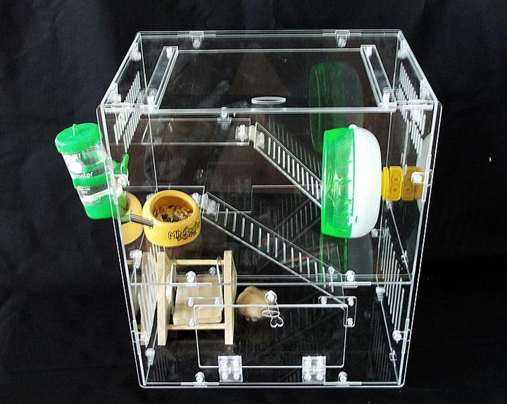 新手养仓鼠的视频,新手养一只小仓鼠