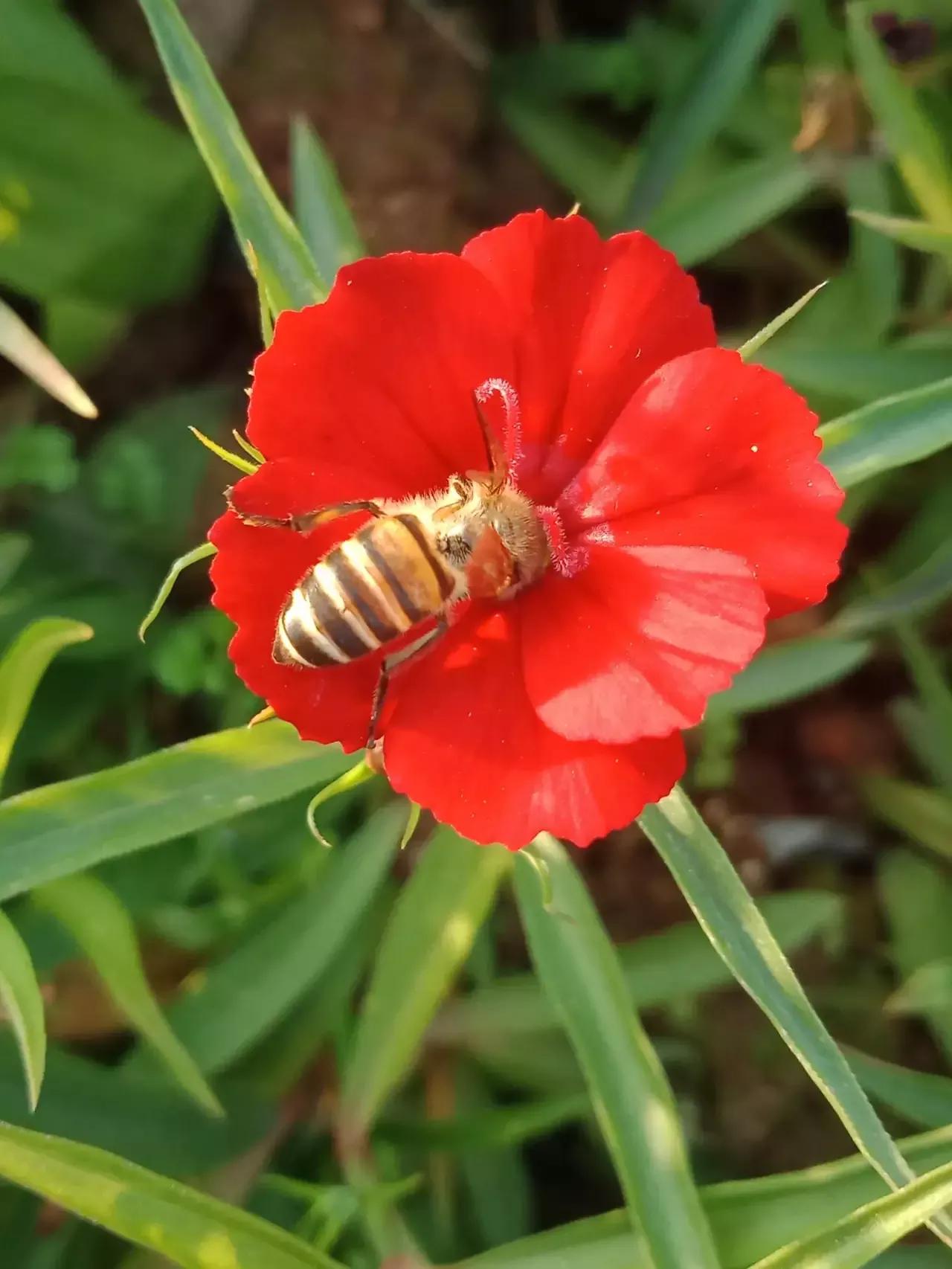 有些东西脏烂了就会有很多苍蝇,为什么任何东西腐烂就会有苍蝇
