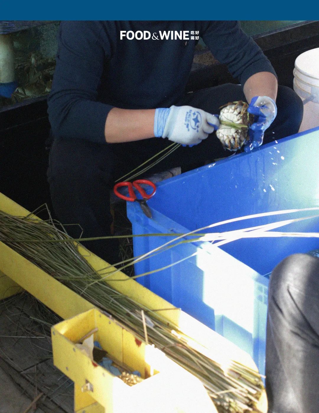 固城湖还是高邮湖螃蟹好,高邮湖螃蟹几月份有