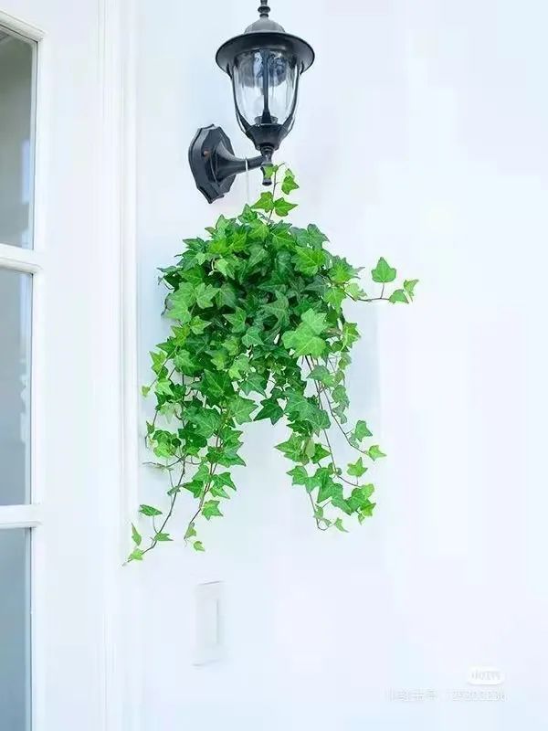 办公室必买的绿植,适合办公室的大型绿植大全