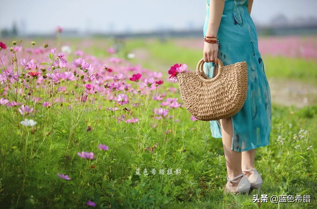 摄影波斯菊花海,上虞城南江上花海