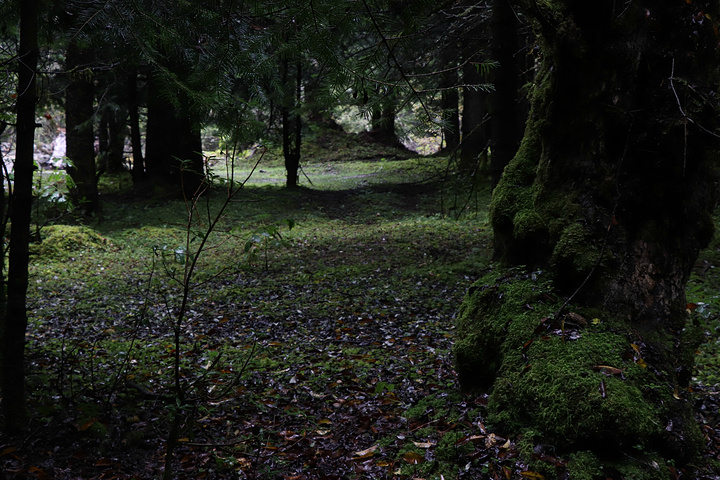 不列颠哥伦比亚省北方针叶林山松甲虫爆发后林分更新及发展轨迹