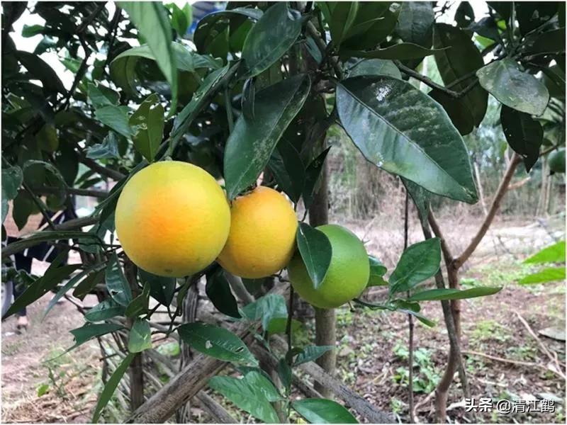 果皮光亮打什么药？多元素协同改善养分需求，才能真正净果靓果