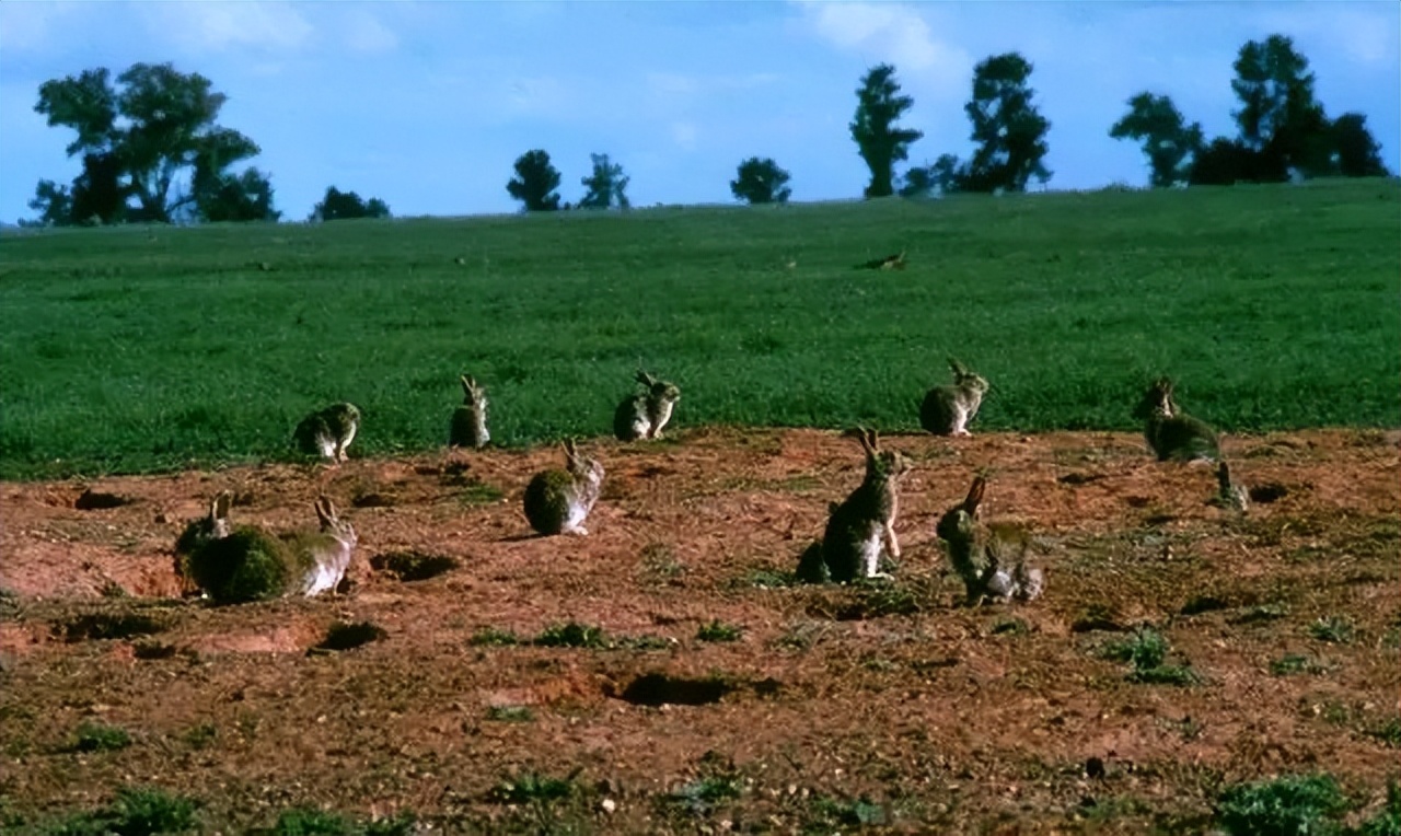 澳大利亚野兔泛滥为什么人不吃,澳洲野兔泛滥多达100亿只