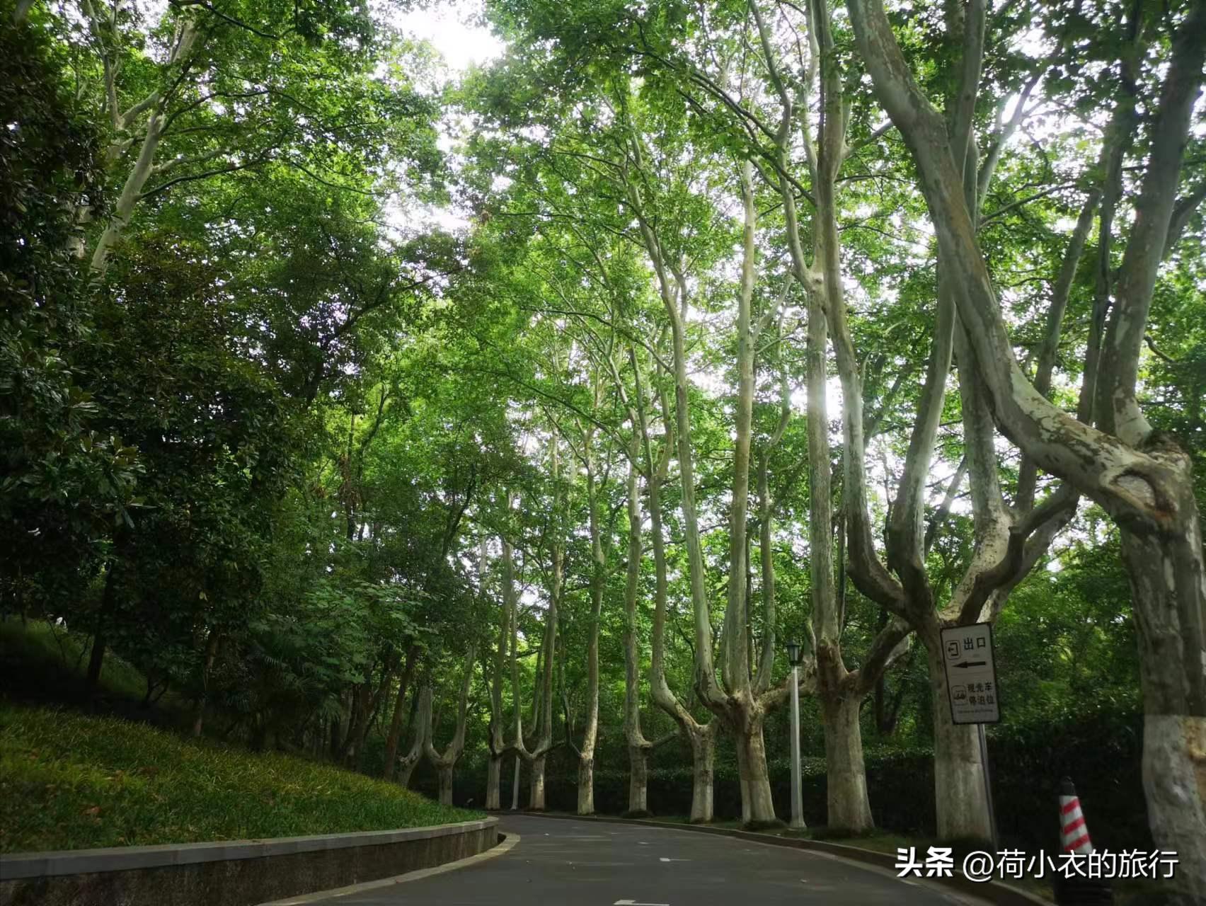 中山陵明孝陵南京博物院旅游攻略,南京明孝陵观赏秋色的最佳时间