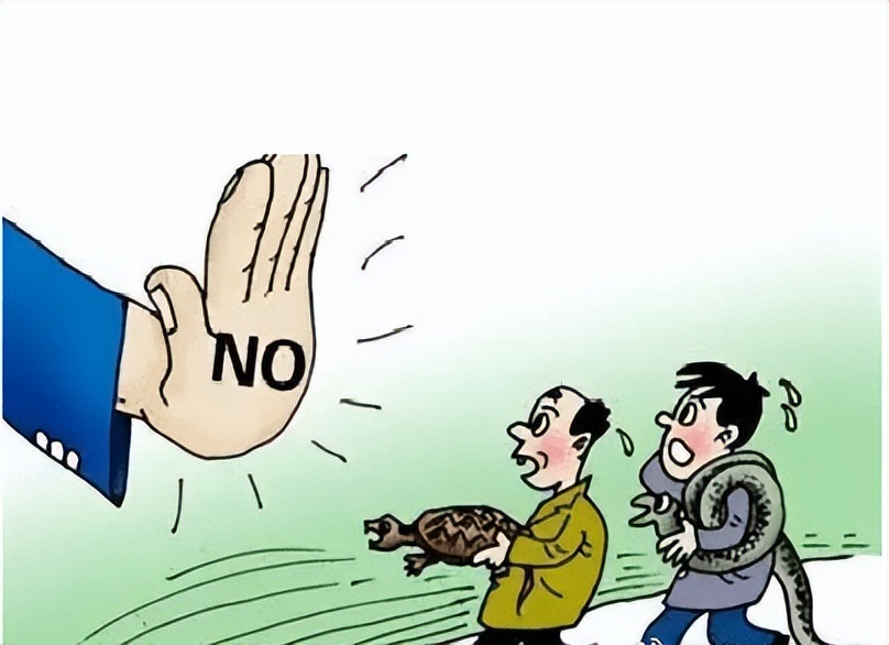 朋友送的宠物龟养着犯法吗,买宠物龟被判