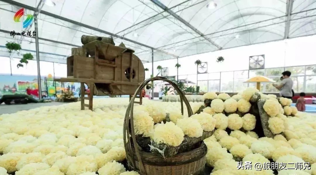 佛山江门广州旅游攻略,佛山去江门旅游攻略