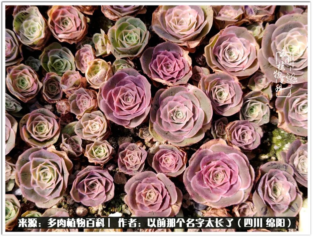 夏天山地玫瑰,小清新山地玫瑰