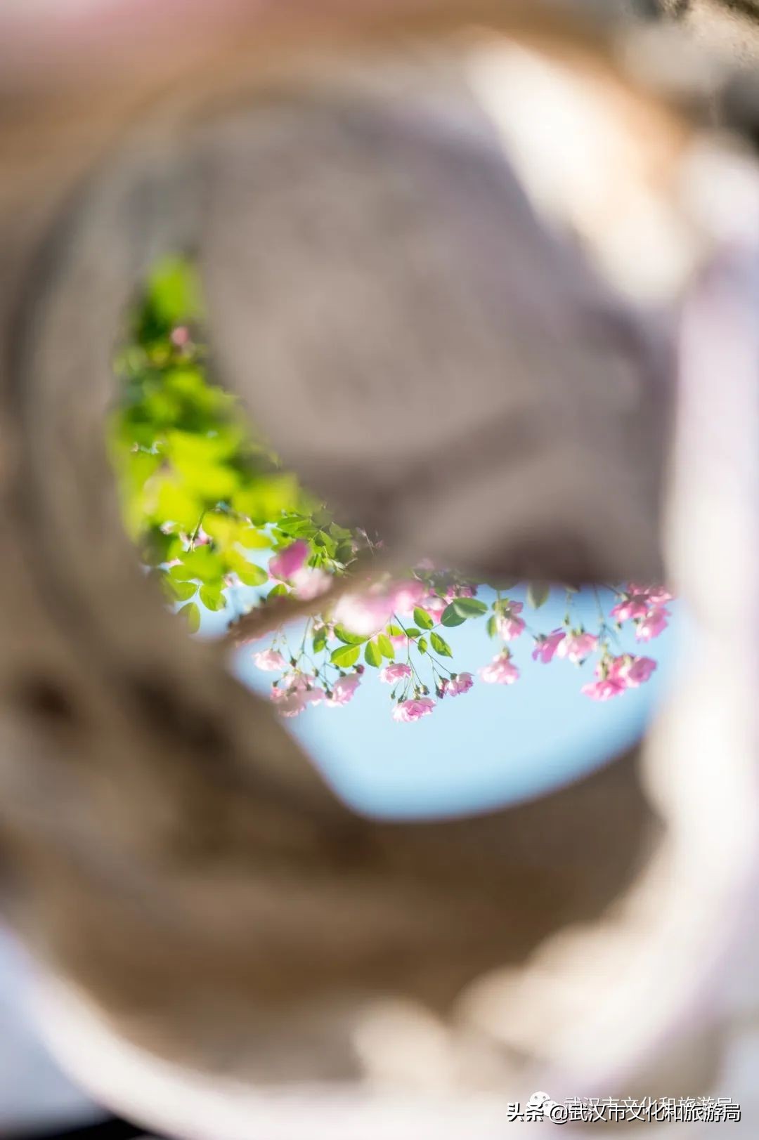 武汉的浪漫鲜花占一半,武汉的樱花开满了全城