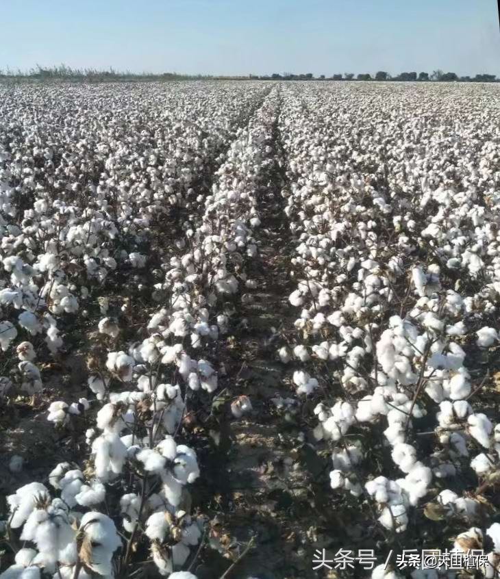 中国棉花价格走势分析,2017-2018年棉花行情