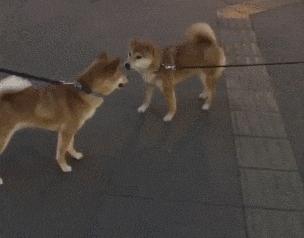 狗狗全身趴地对你摇尾巴,狗狗为什么会摇尾巴