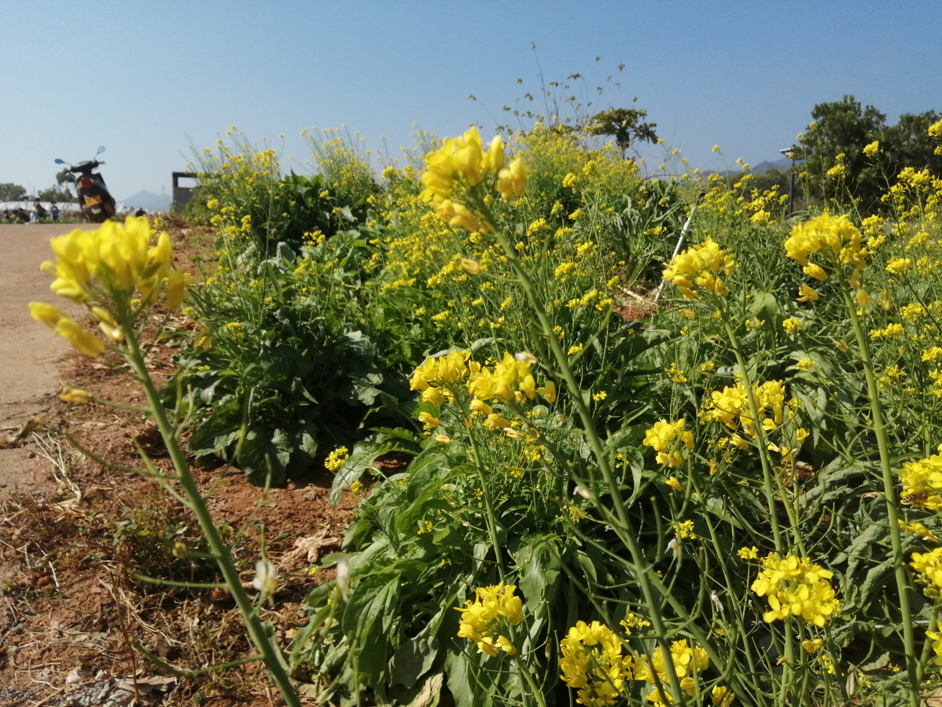 客天下(四):客天下田园花海CS战场山地车小朋友玩得乐不思蜀