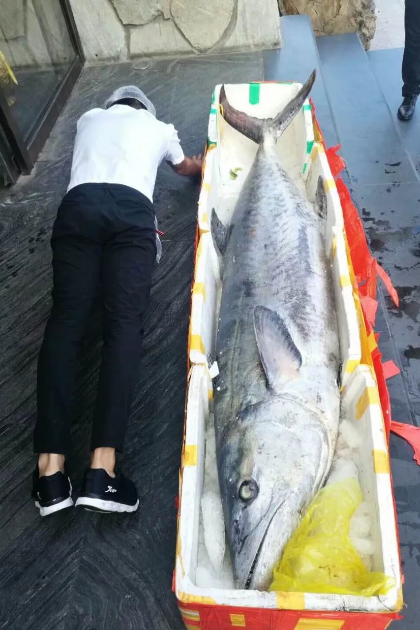 南方马鲛和北方马鲛哪个好吃,山东鲅鱼与南方马鲛鱼哪个好吃