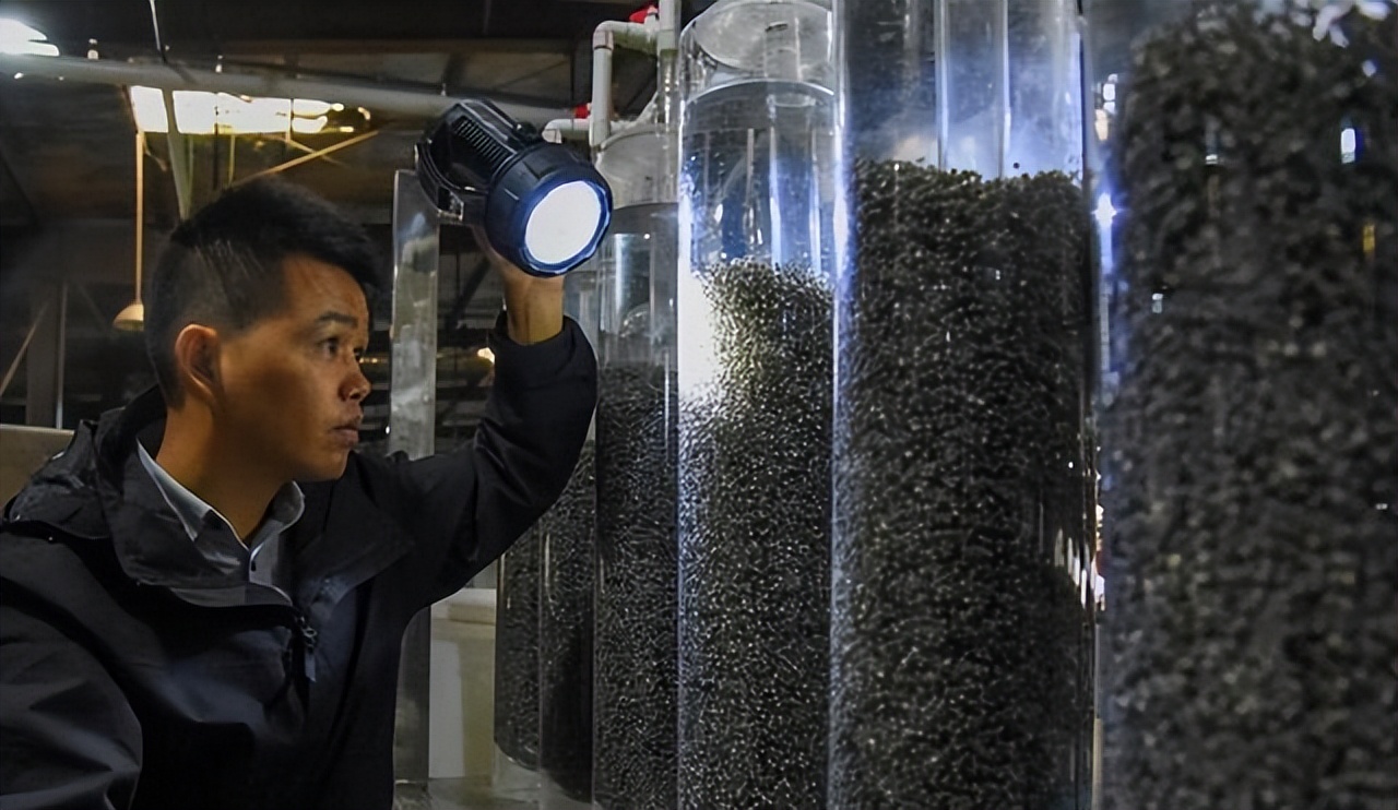 中华鲟还有多少只,中华鲟目前还存在多少只