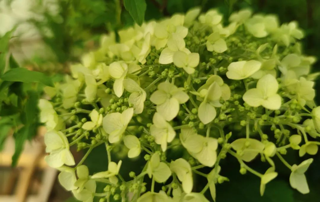 如何对付绿茶婊的技巧,怎么对付绿茶婊