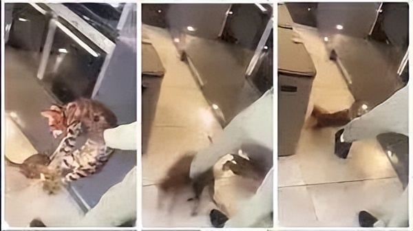 球员虐待狗,足球虐猫事件