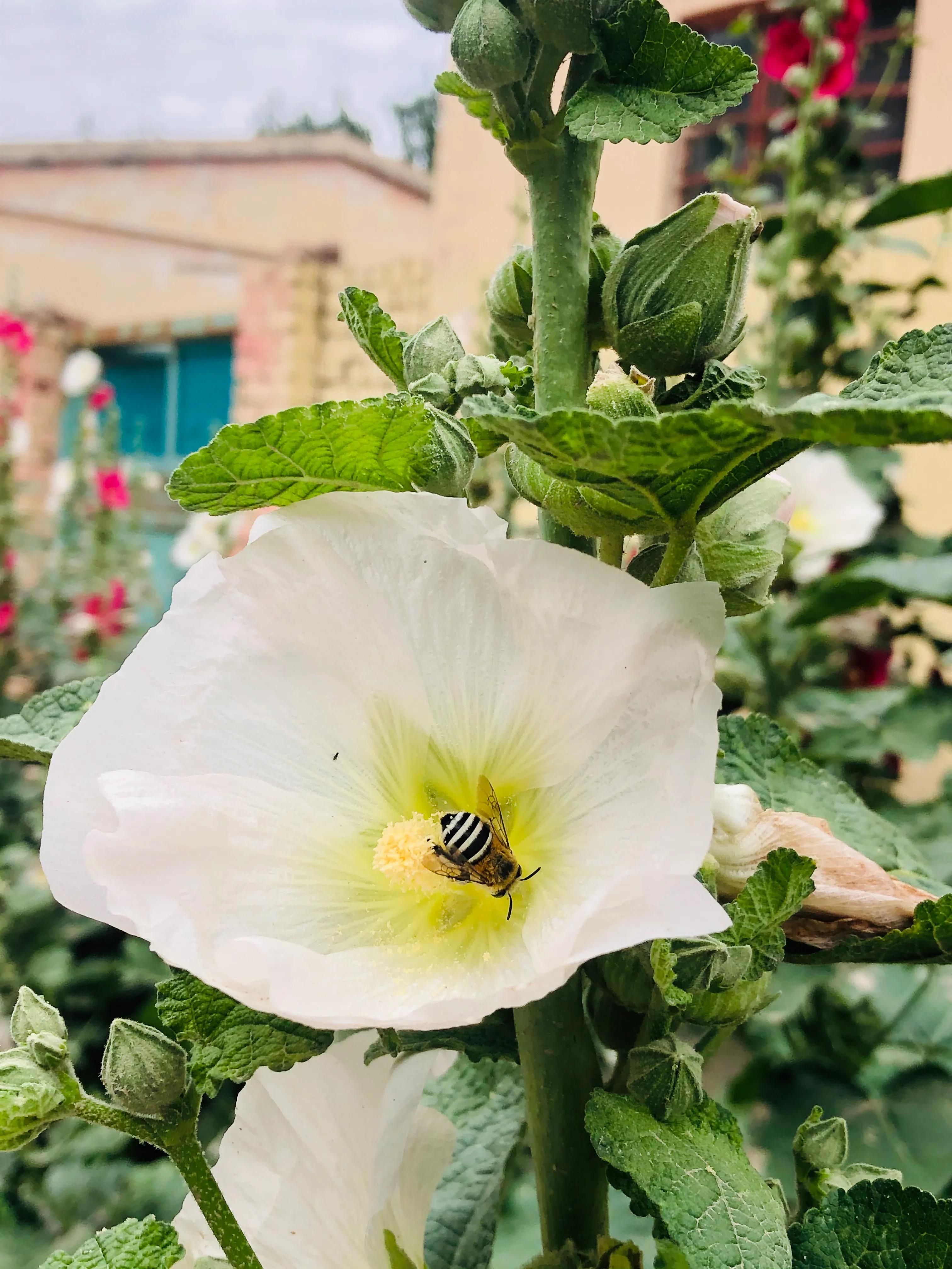 疆游美食,疆内早上吃什么