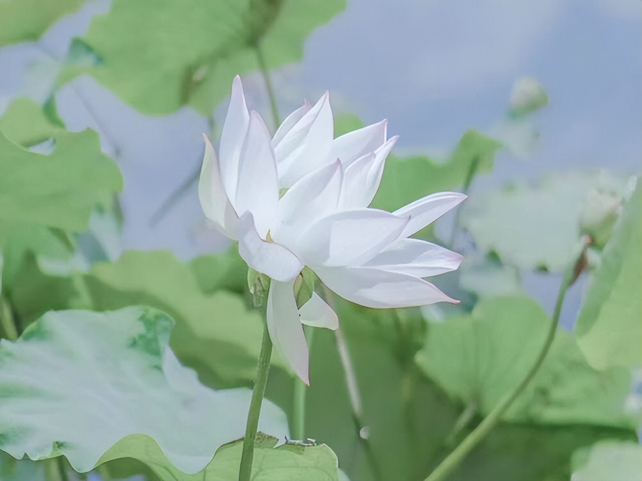 狮子座最不适合谈恋爱的星座,让狮子座一见钟情的三大星座