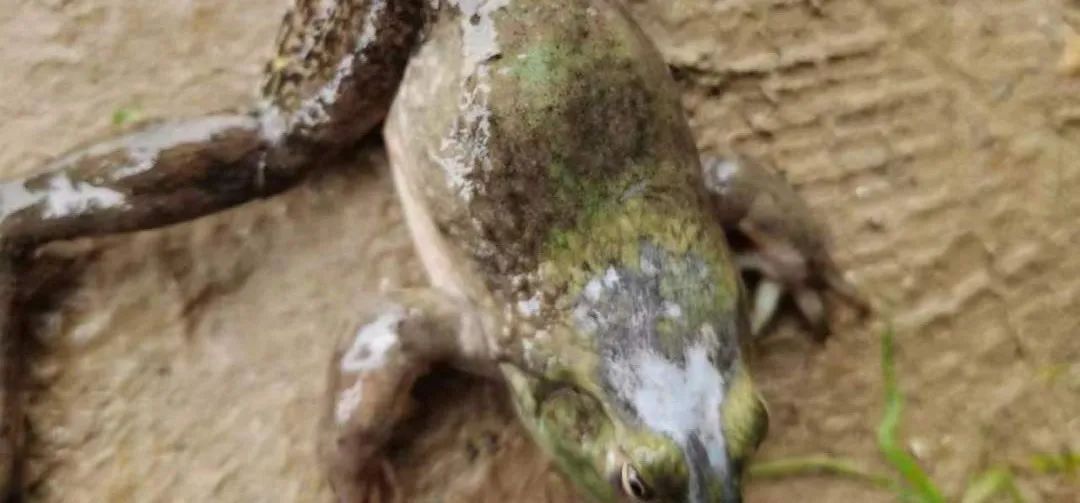 牛蛙烂皮是什么引起的,牛蛙烂头烂脚是什么原因