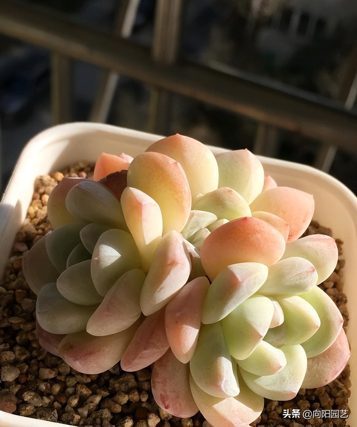 多肉怎么养不烂根,怎么养多肉不会烂根