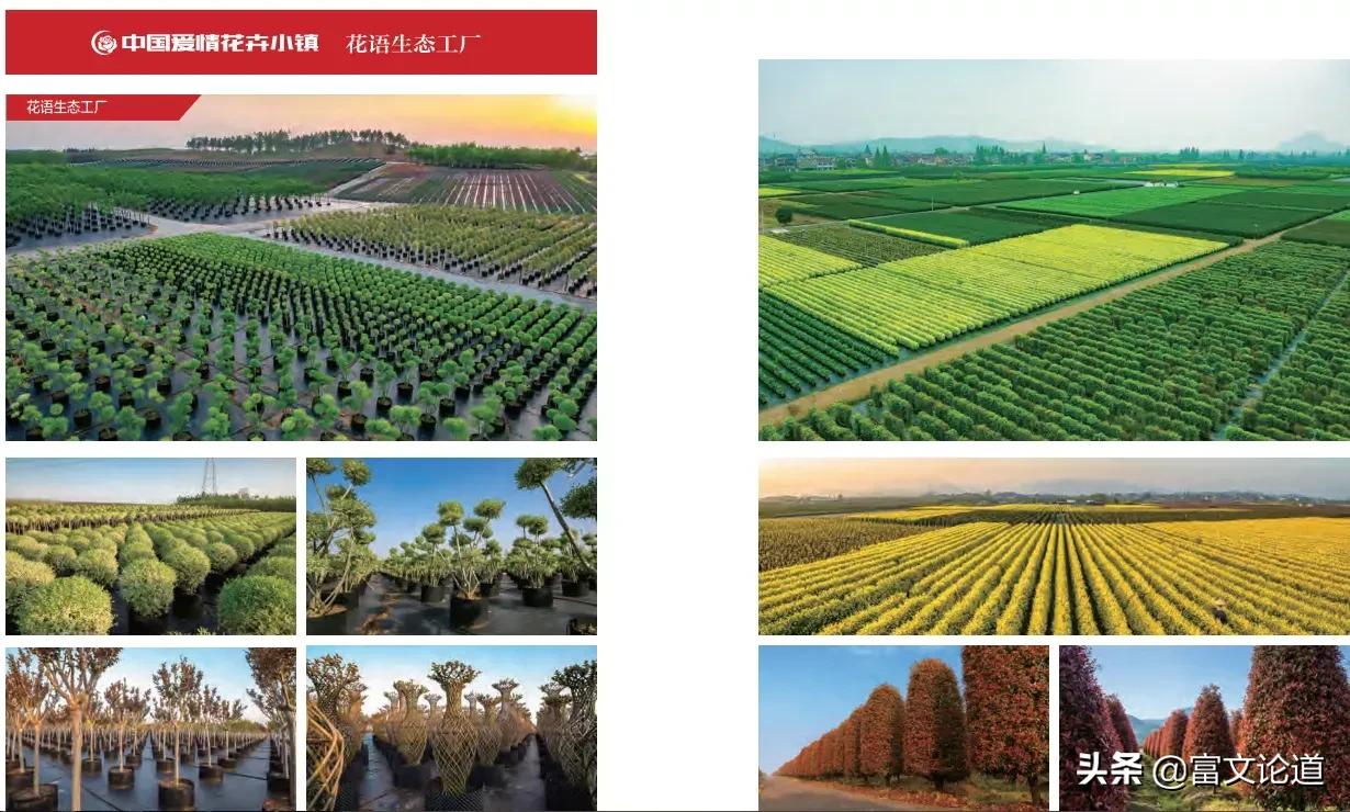 丰城花卉小镇杜鹃花海,丰城花卉小镇攻略