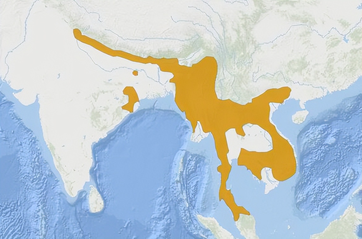 什么宠物对纯素食者最好,好养且可以食用的宠物有哪些