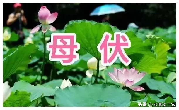 农谚说夏至三庚才入伏冬至才数九,农谚说入伏下雨好不好