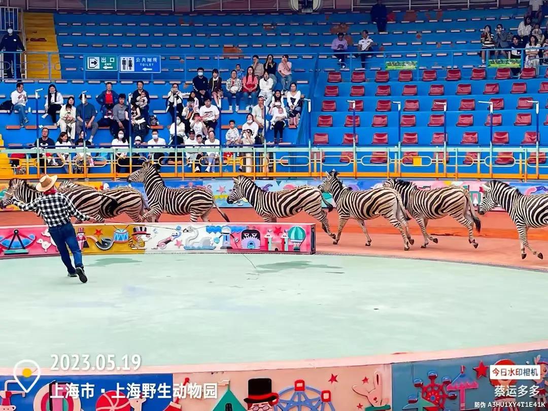 上海野生动物园和上海动物园,上海野生动物园过年营业时间