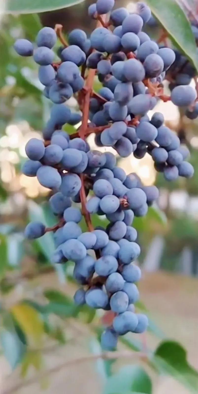 女贞子图片树木,女贞子树彩图