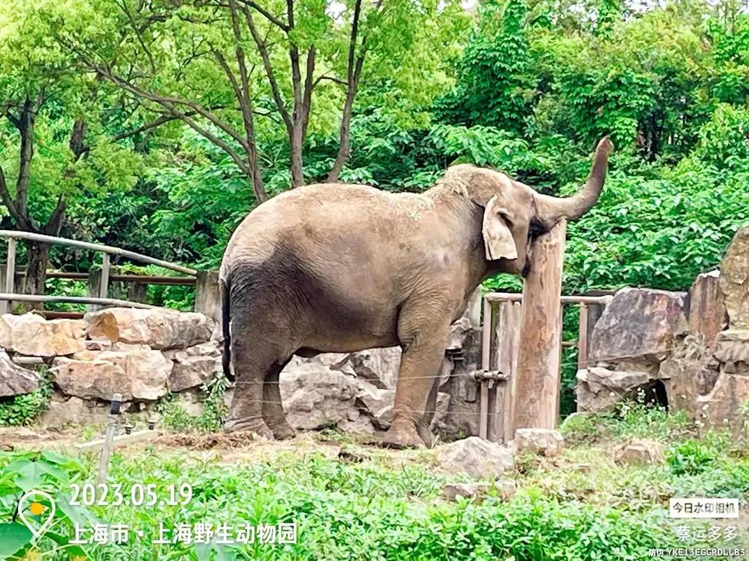 上海野生动物园和上海动物园,上海野生动物园过年营业时间