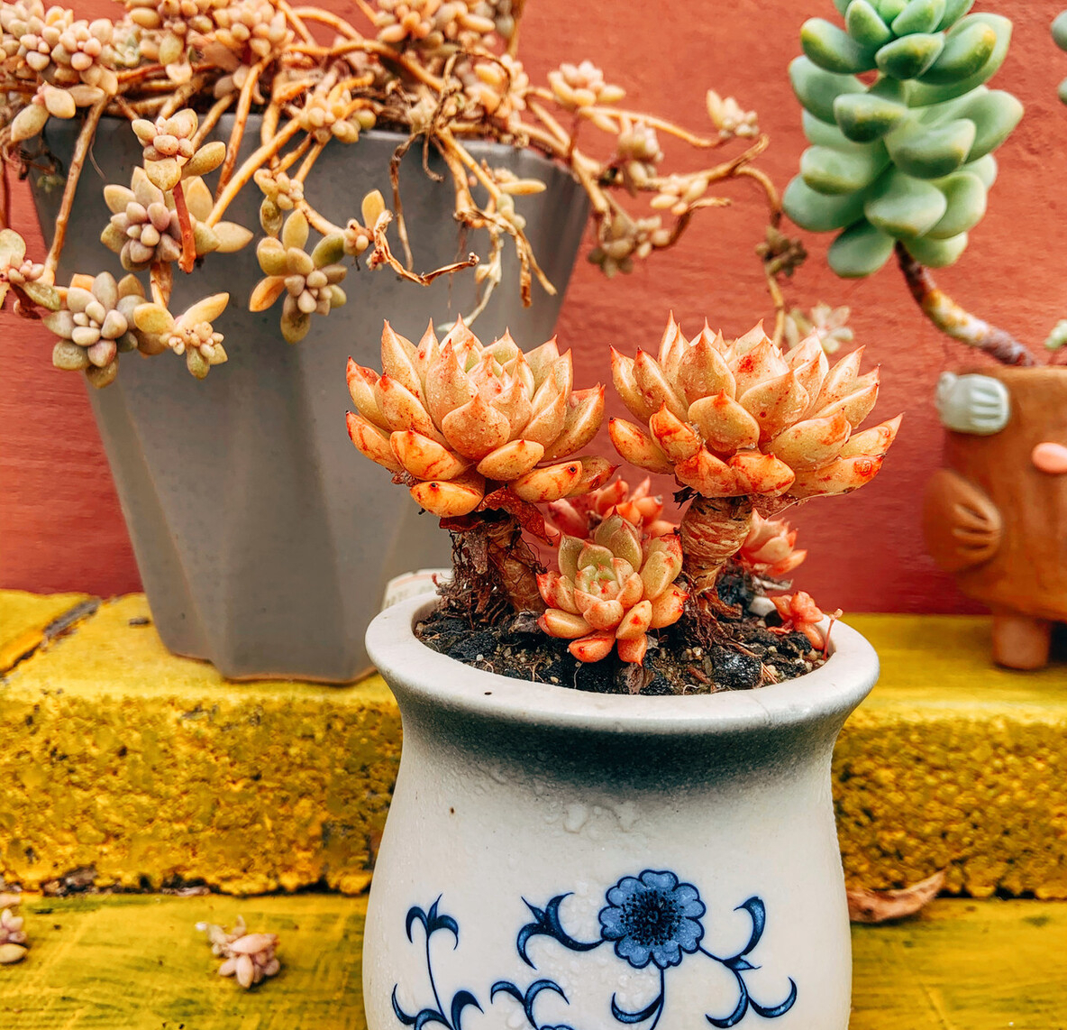 高温养兰注意事项,高温多肉怎么养