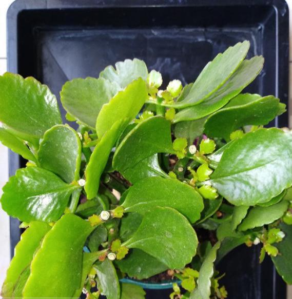 十月长寿花怎么开花,长寿花怎么打才能爆花