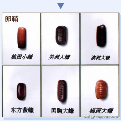 密密麻麻又小又黄的颗粒是虫卵吗,家里褐色小颗粒是什么虫卵