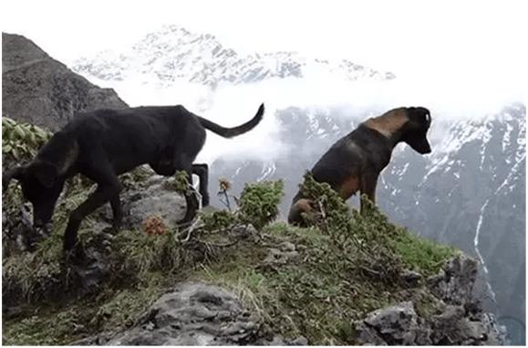 大型狼群围攻黑熊的真实视频,大凉山撵山狗抓野猪