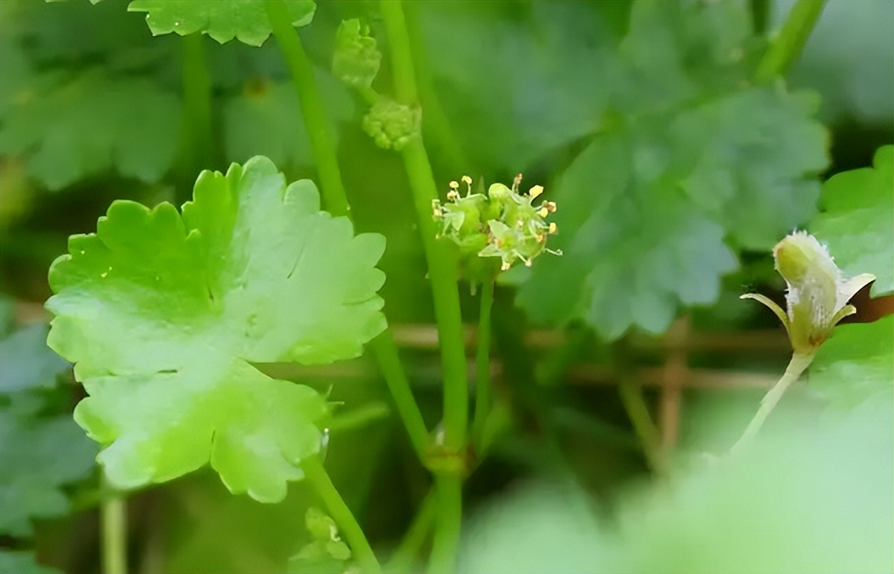 中药天胡荽,天胡荽治疗啥病