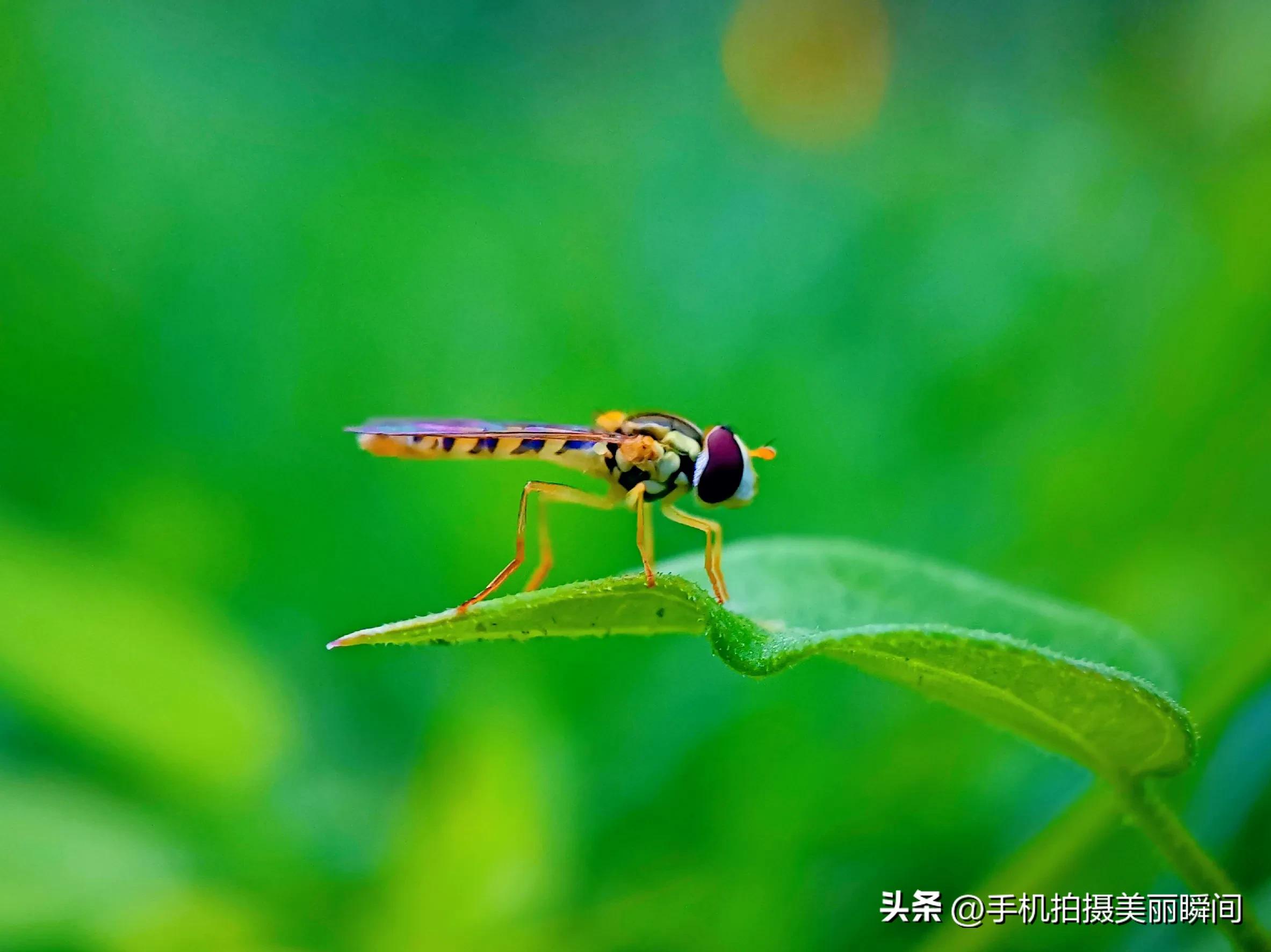 手机拍摄视频的参数设置,什么手机拍摄视频效果好