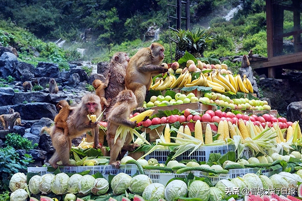 晋城蟒河风景区宾馆,晋城蟒河风景区门票