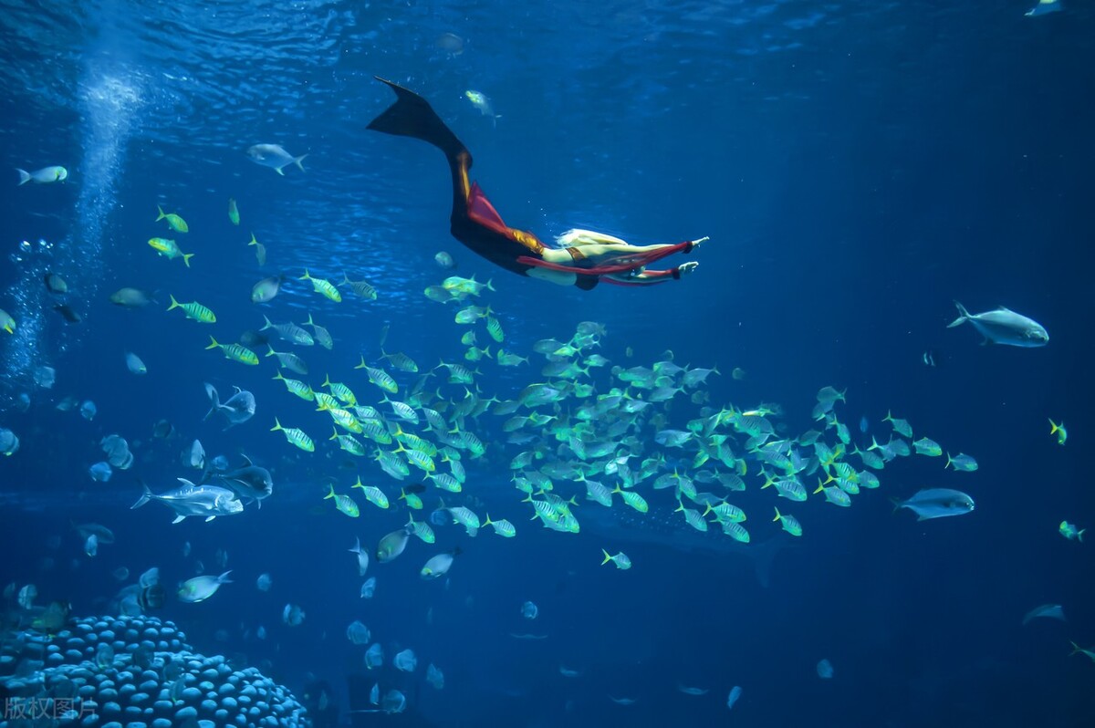 珠海长隆海洋王国攻略：近距离接触海洋动物不再是梦！