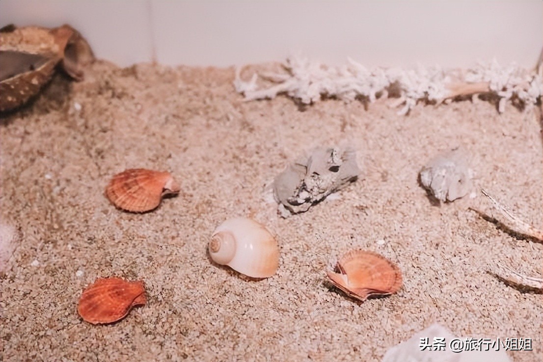 夏日海边微醺氛围感,滨城风光秀丽浪漫气息爆表