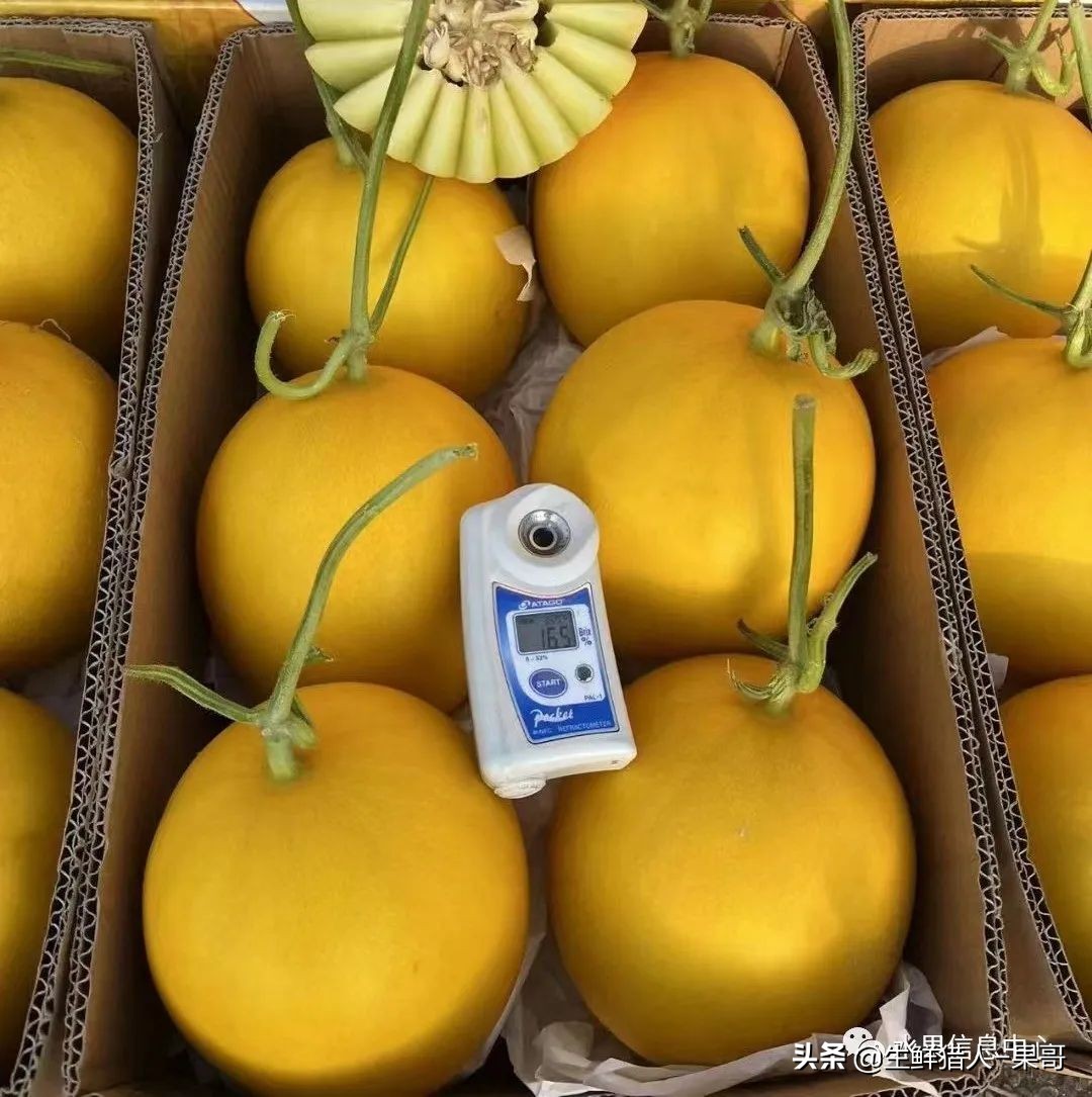 黄金蜜瓜网纹瓜和哈密瓜哪个好,羊角蜜就像哈密瓜和香瓜的结合